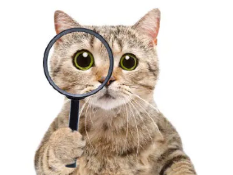 kat med forstørrelsesglas